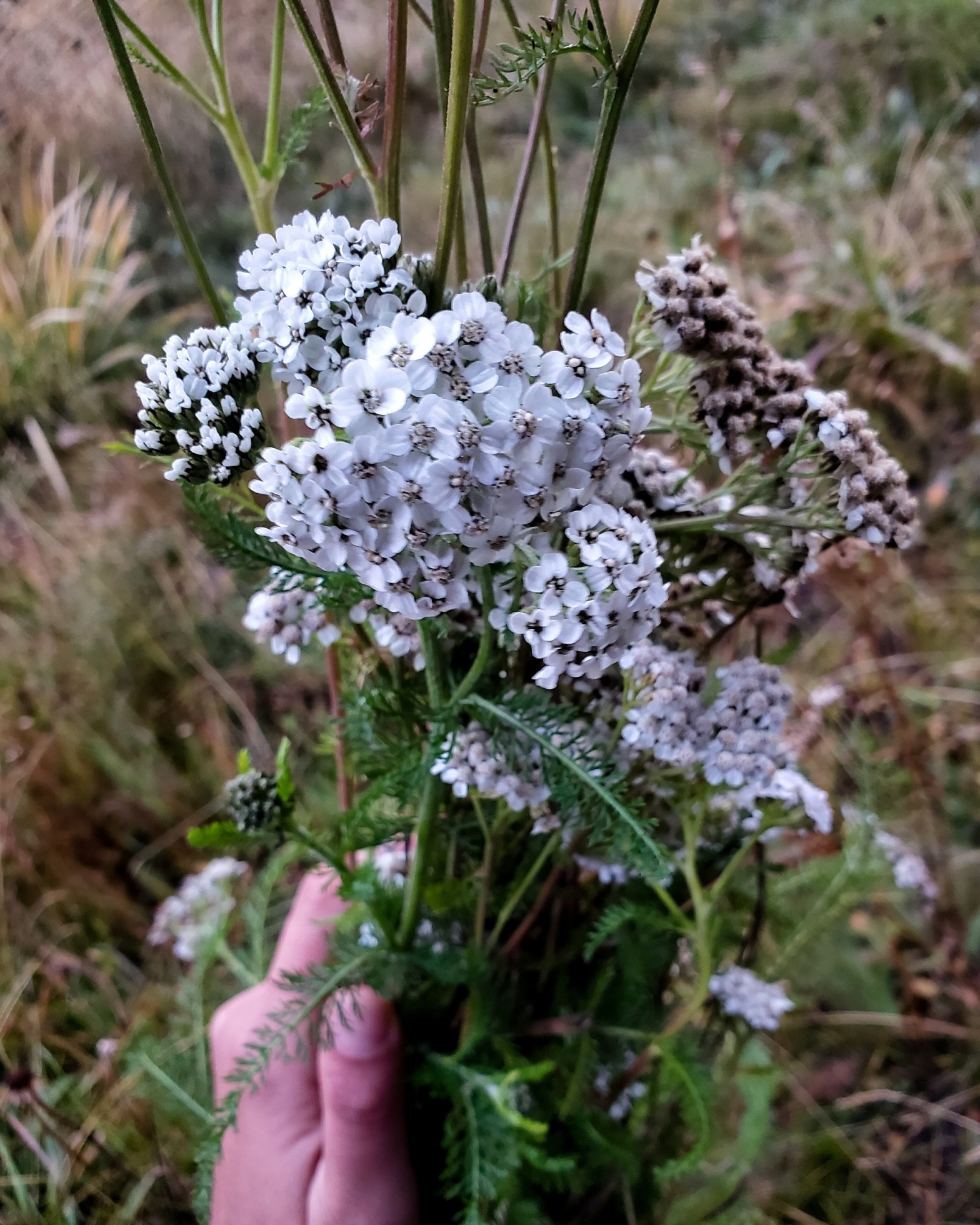 Yarrow